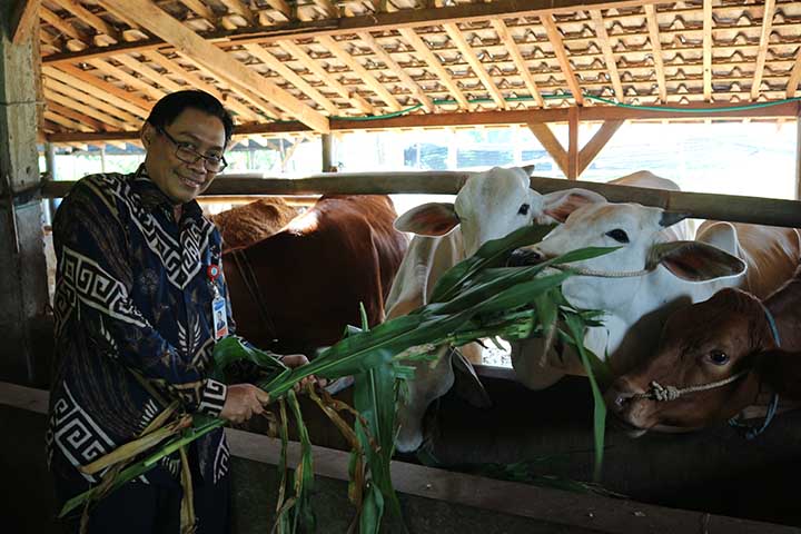 BI Malang Gandeng UB Dukung Pembiakan Sapi Potong