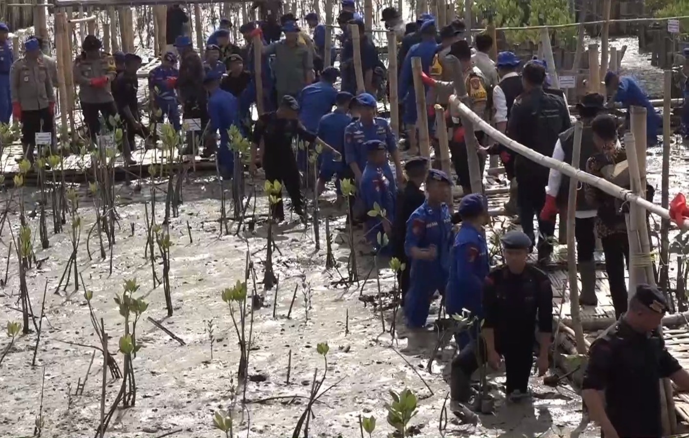 Sejumlah Bibit Pohon Mangrove Ditanam di Sepanjang Pesisir Jawa Timur