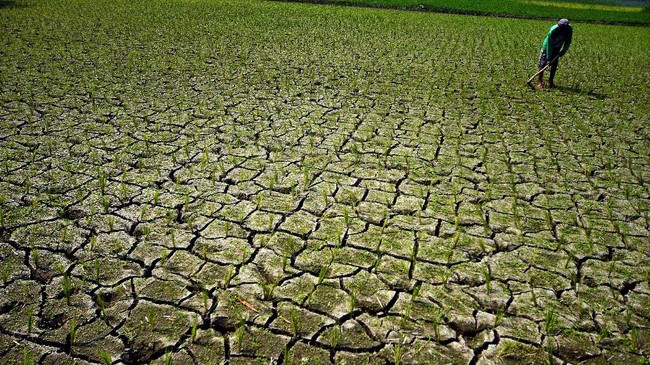 Fenomena Super El Nino Melanda 7 Provinsi di Indonesia