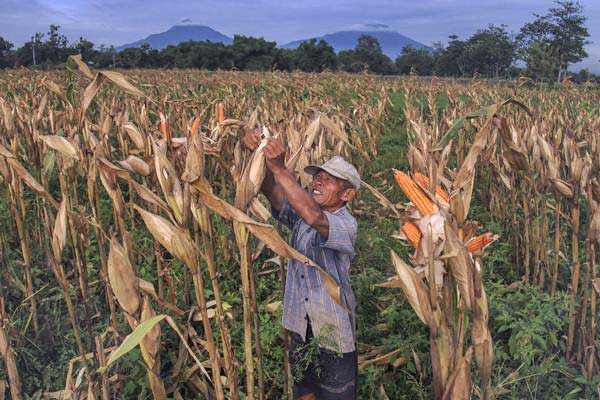 Petani Jagung Kota Blitar Gagal Panen Karena Kemarau Panjang