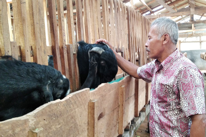 Pandemi Meroket, Susu Kambing Etawa Diburu