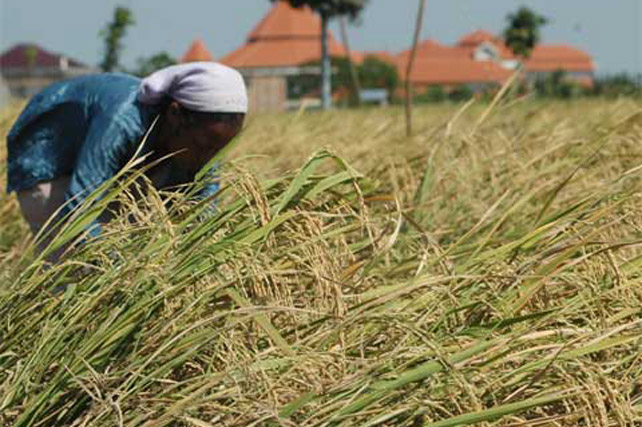 Harga Beras Di Jawa Timur Semakin Naik