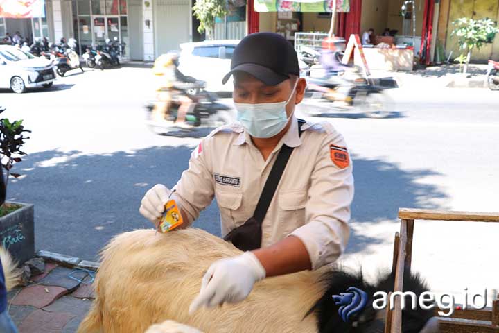 Hewan Kurban di Kota Batu Layak Konsumsi