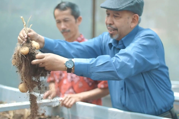 UMM Satu-satunya Kampus Produsen Kentang Varietas Unggul di Indonesia