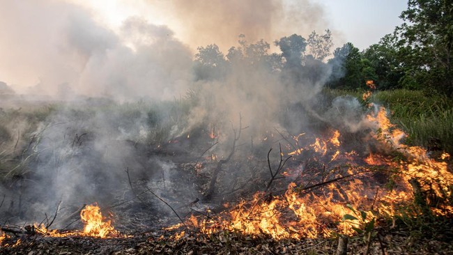 Taman Nasional Way Kambas Kembali Alami Kebakaran