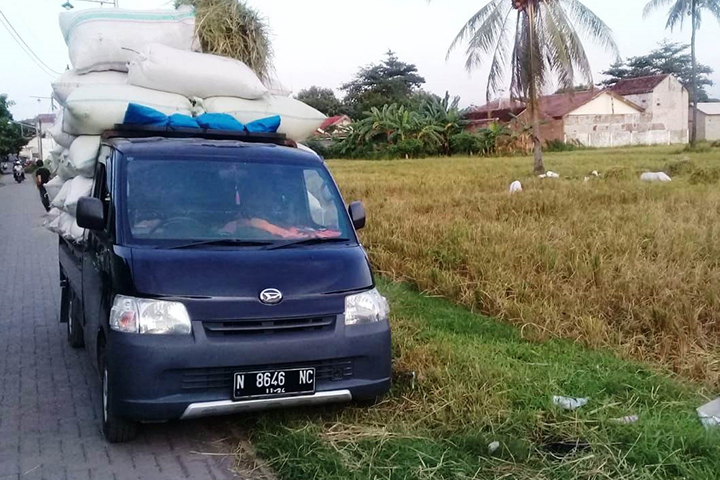 Harga Gabah dan Beras Anjlok, Petani Situbondo Meradang