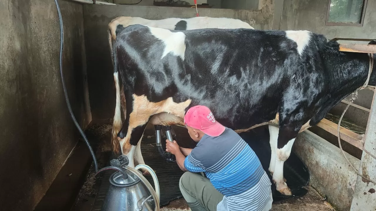 Peternak Toyomerto Kota Batu Mengeluhkan Produksi Susu Sapi Yang Semakin Menurun