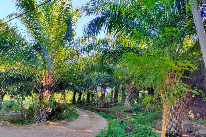 Malang Selatan Punya Pengalaman Buruk Tanam Sawit