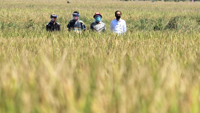 Jokowi Tekan Menteri Pertanian Terus Tingkatkan Produksi Beras