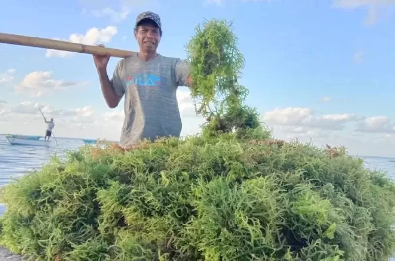 Rumput Laut Dari Jawa Timur Berkontribusi Besar Tingkatkan Jumlah Produksi