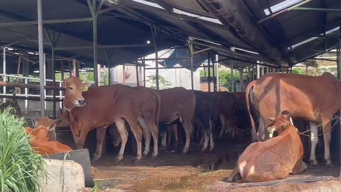 Khofifah Sebut Kelahiran Sapi Jatim Tertinggi