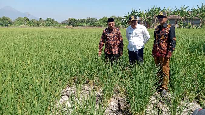 Pertanian Sidoarjo Terancam Musim Kemarau