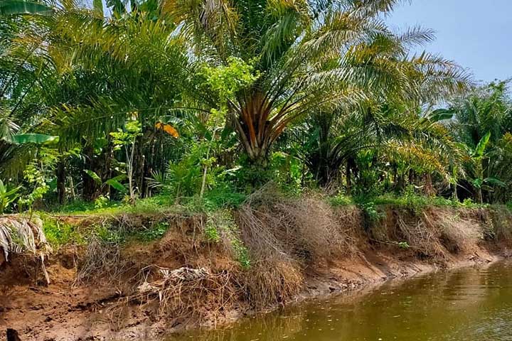 Bupati Malang: Sawit Bisa Jadi Solusi Banjir dan Longsor