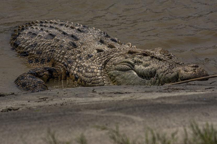 Hujan Badai Di China Mengakibatkan Puluhan Buaya Lepas