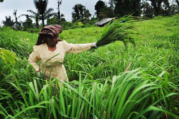 Serai Bisa Sembuhkan Flu dan Penyakit Kronis Lainnya