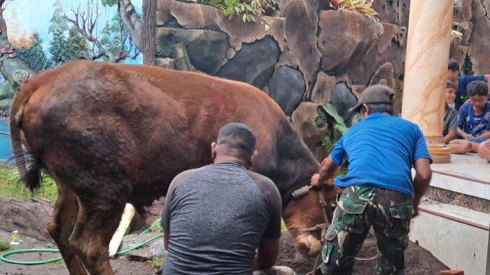 Dinas Peternakan Kab Malang Melakukan Sosialisasi Ke Peternak  Untuk Antisipasi Antraks 