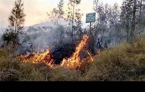 Kebakaran Gunung Arjuno –  Welirang Meluas Hingga Mojokerto