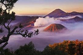 Butuh 5 Tahun  Untuk Pemulihan Ekosistem Gunung Bromo  Pasca Kebakaran